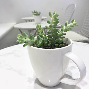 Succulents (set of 6) - Kesed creates