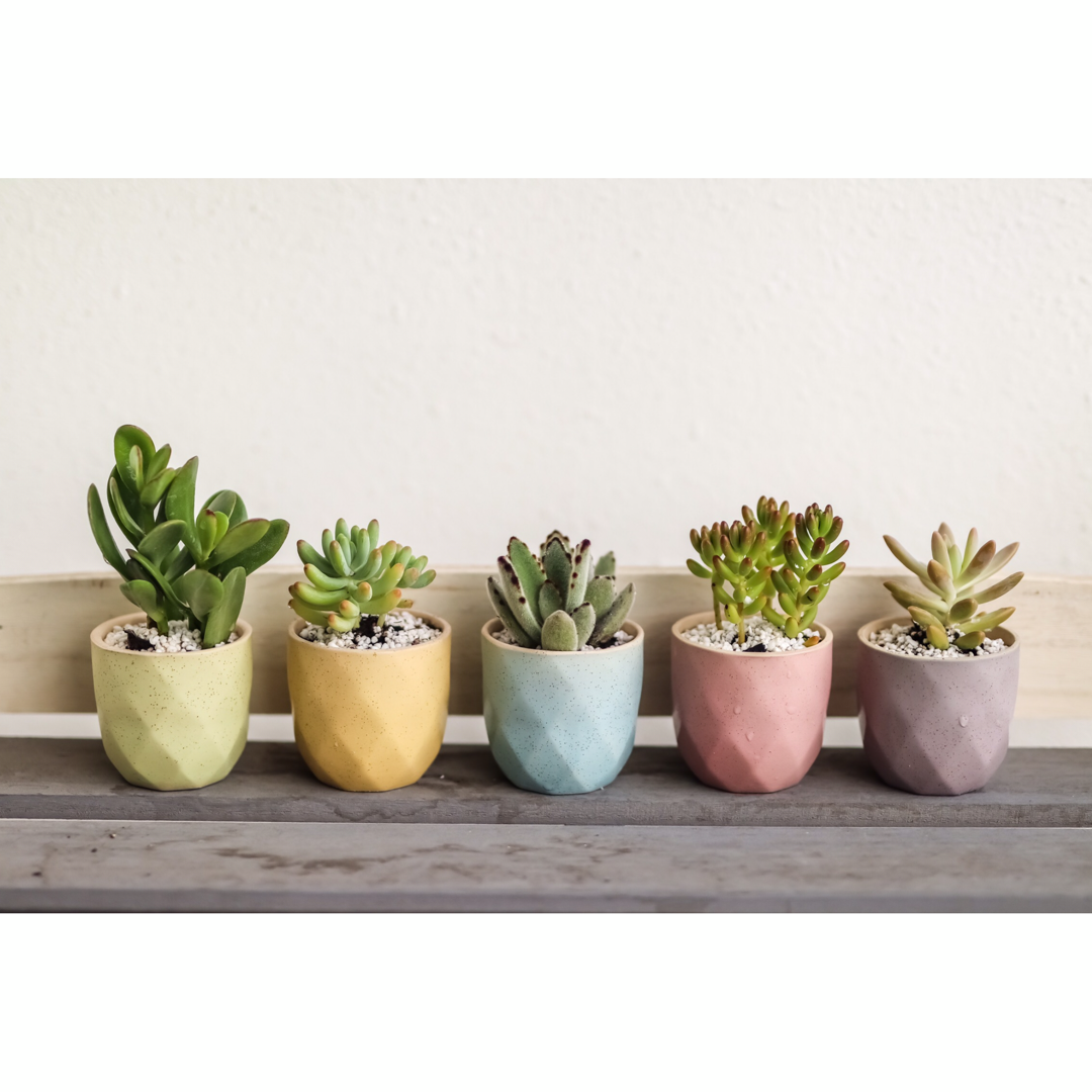 Succulents (set of 6) - Kesed creates
