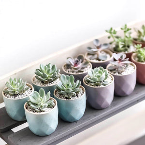 Succulents (set of 6) - Kesed creates