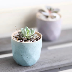 Succulents (set of 6) - Kesed creates